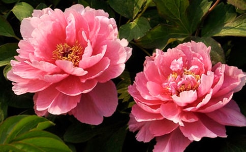 ����ĵ������������