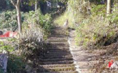 形容爬山的句子4条