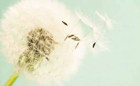 形容蒲公英的句子