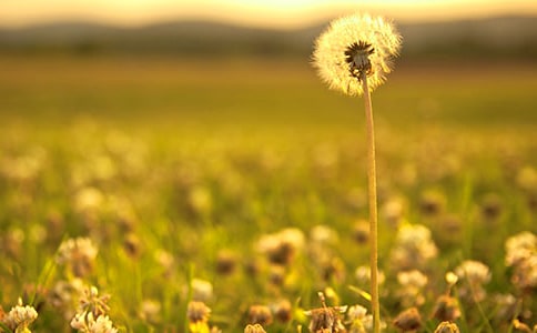 �����ѹ�Ӣ��Ψ�����Ӽ��