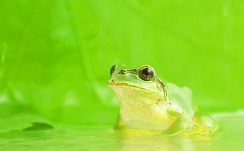 描写青蛙叫声的句子