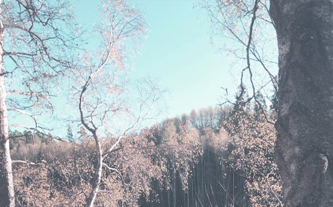 �＾������¼