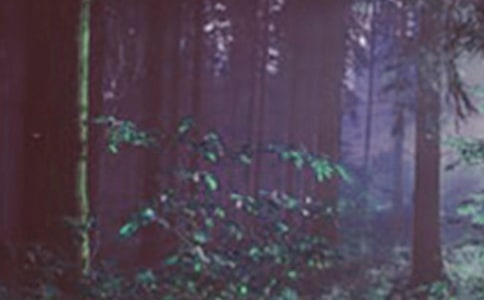 挪威的森林的语录汇编39句