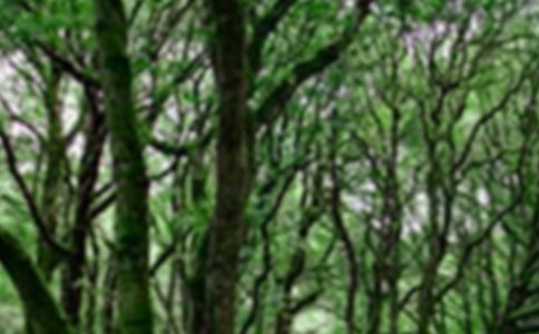 Ų����ɭ�ֵ���¼�ϼ�38��