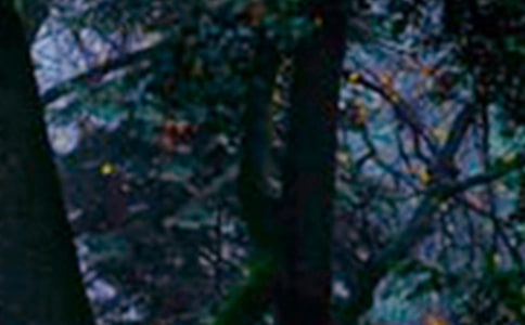 Ų����ɭ�ֵ���¼ժ¼36��