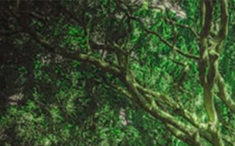 挪威的森林的语录集锦35句