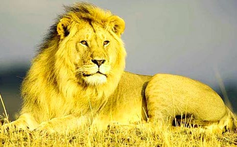 关于狮子的励志名言