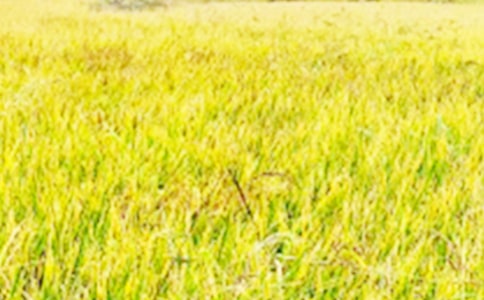 ��д��Ұ�ľ���