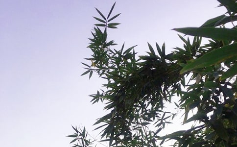 �����������簲ǩ����ͨ��60�䣩