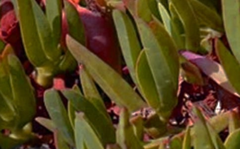 �������������簲��¼36��