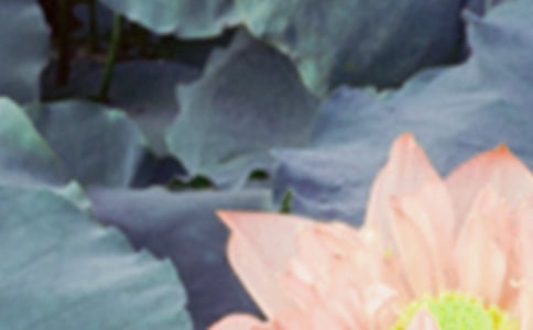 �����������ף������