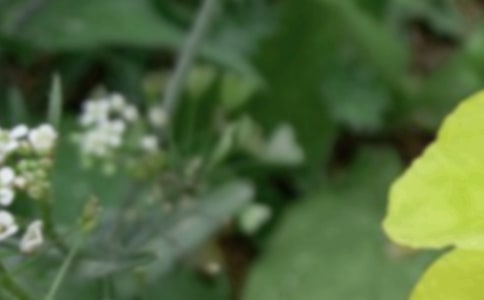 夏至节气心情说说通用