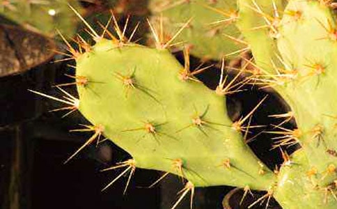 ���������Ƶ�˵˵����