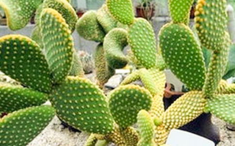 把仙人掌捧在手心的句子