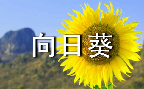 向日葵文艺句子