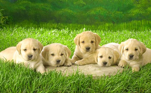 ����С���ľ���