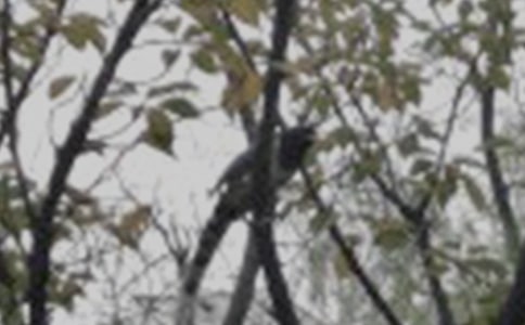 ��дС��ľ���