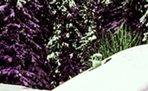 24����Сѩ��ף���� 