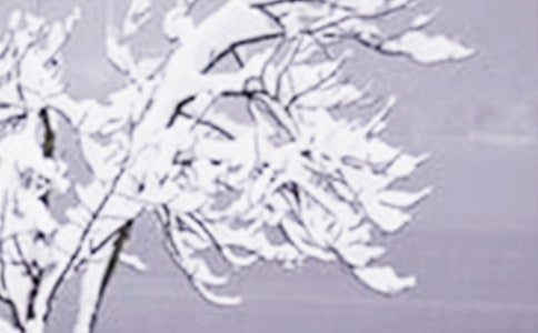 ����Сѩ������ף����