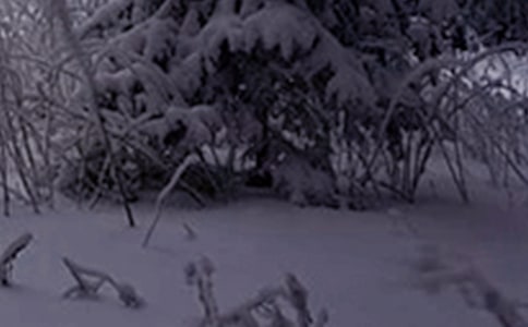 2020��Сѩ����ף��������59��