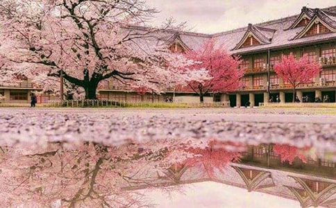 ��ѡ����ӣ���ľ��Ӻϼ�57��