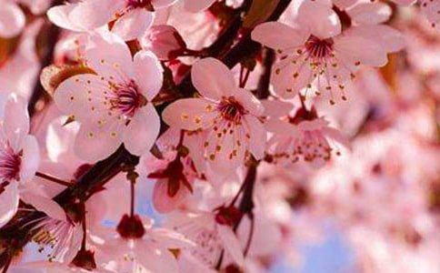 2023年通用形容樱花的句子14句