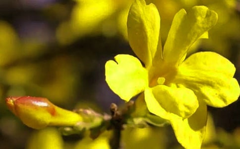 ������ӭ�����ľ���