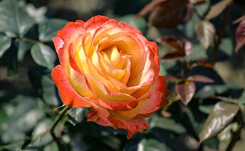 ��д�¼�����̬��Ψ���Ѿ�