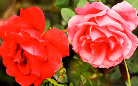 ��ѡ�����¼����ľ��Ӻϼ�52��