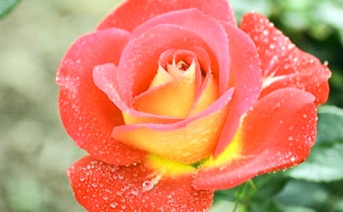 2025年通用形容月季花的句子34条