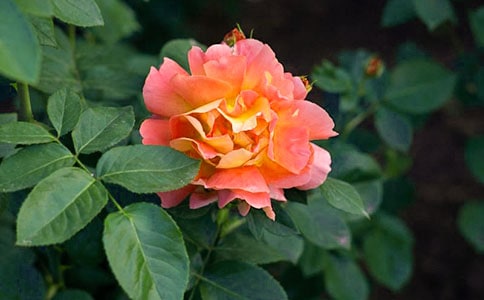 2024�������¼����ľ���25��