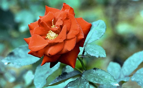 2024�꾫ѡ�����¼����ľ��Ӻϼ�50��