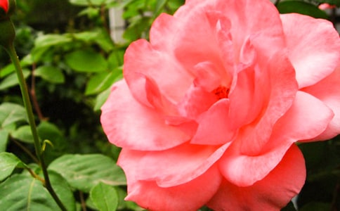 2024�꾫ѡ�����¼����ľ���26��