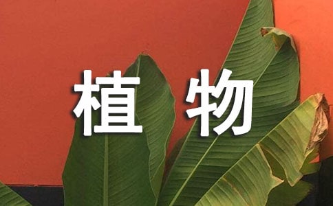 2023年形容绿色植物的句子21句