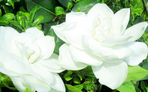 �������ӻ���Ψ������