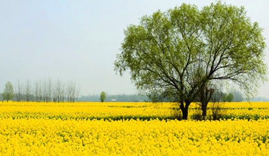 ���εľ��Ӷ̾�Ψ��������Ȧ